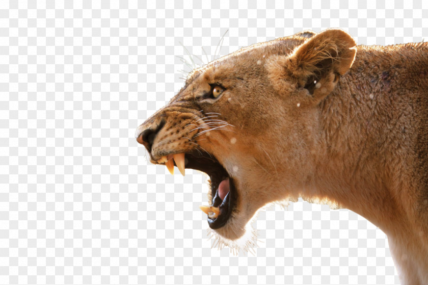 Lion Desktop Wallpaper Anger Tiger Roar PNG