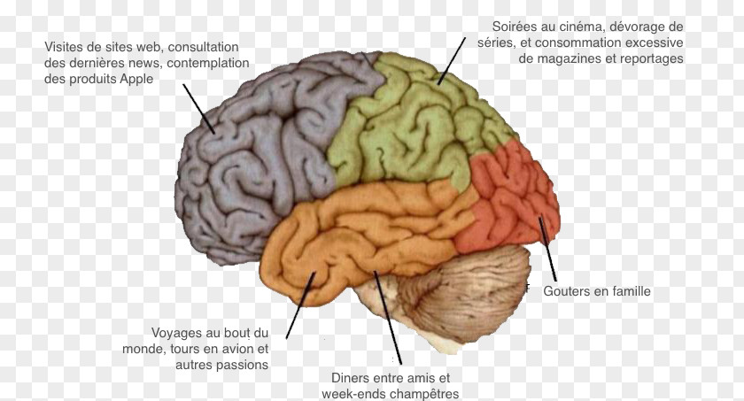 Brain Agy Human Nervous System Neuropsychology PNG