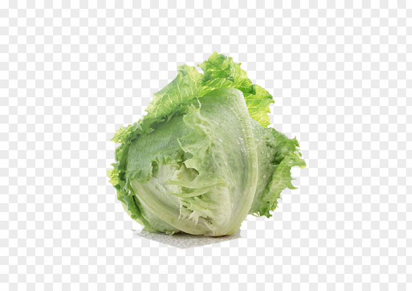 Food Cabbage Lettuce Sandwich Leaf Vegetable Salad PNG
