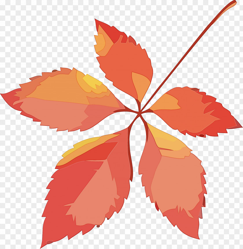 Maple Leaf PNG