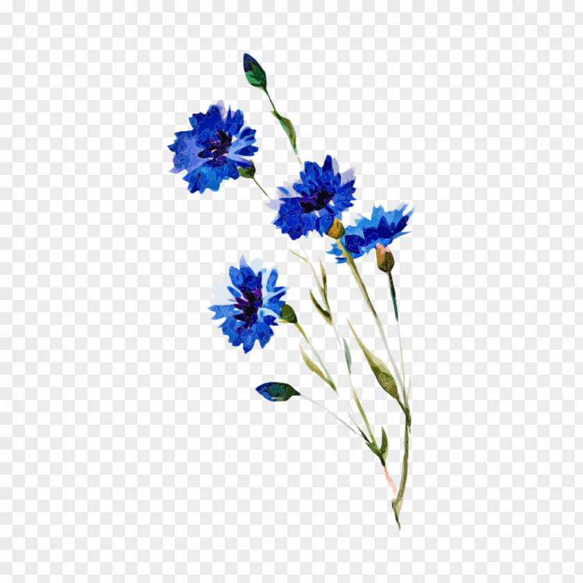 Perennial Plant Borage Family Floral Design PNG