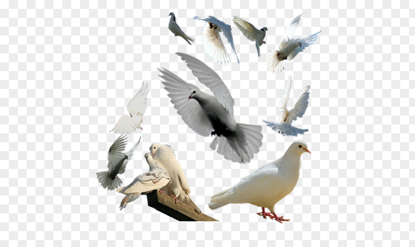 Pigeon Group Rock Dove Columbidae Bird Flight Feather PNG