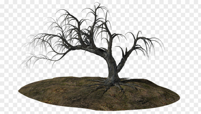 Tree Black Pine PNG