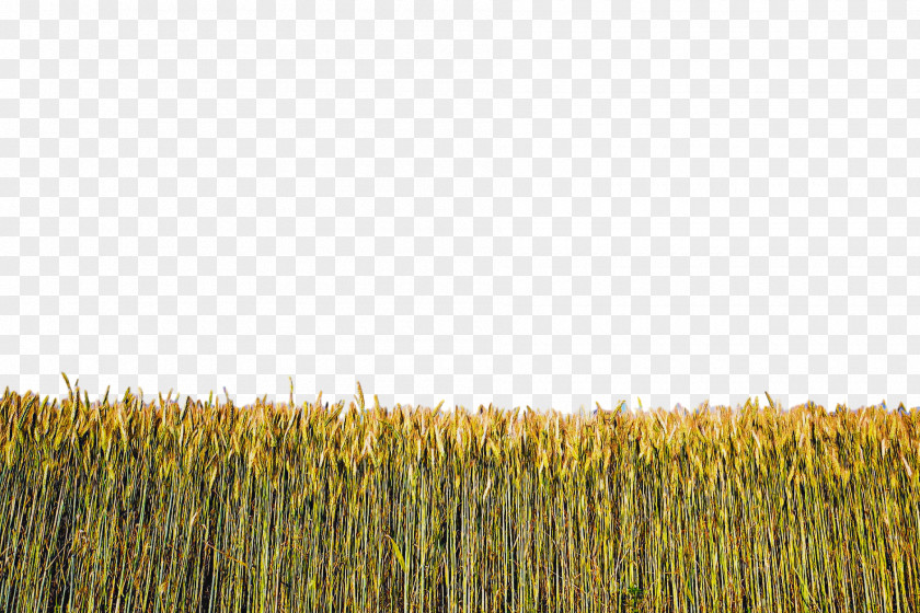 Field Grass Plant Crop Family PNG