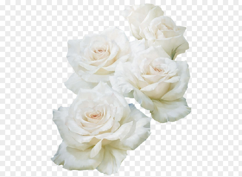 Rose Blue White PNG