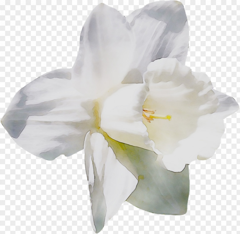 Jersey Lily Narcissus Moth Orchids Belladonna PNG
