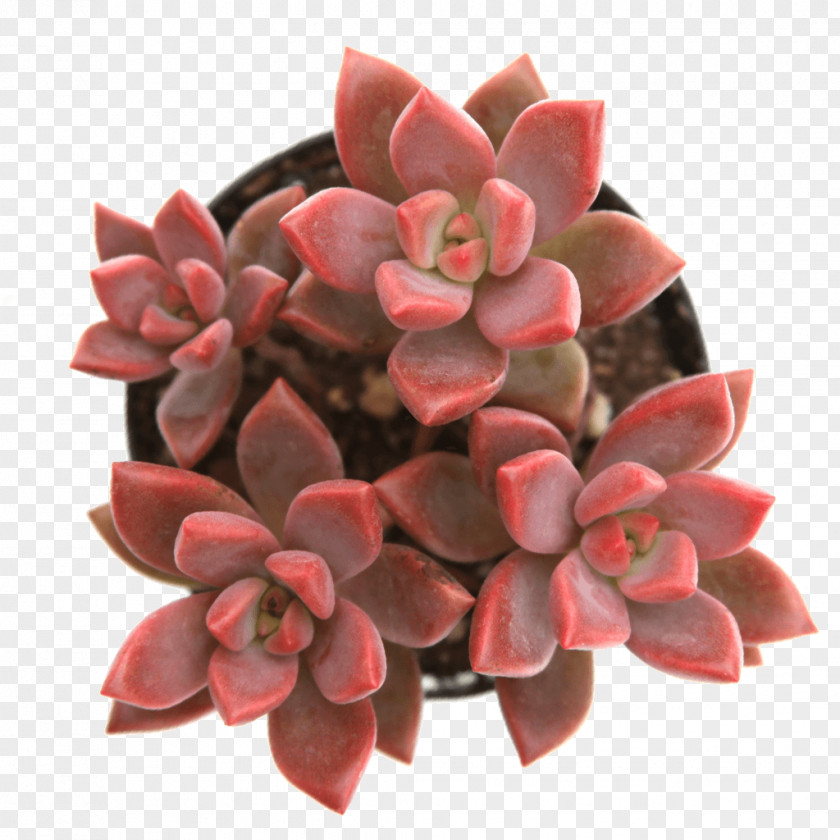 Suculent Succulent Plant Alpenglow Stonecrop Echeveria Anacampseros PNG