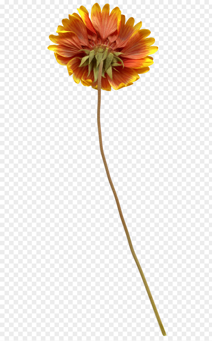 Transvaal Daisy Cut Flowers Plant Stem Petal PNG