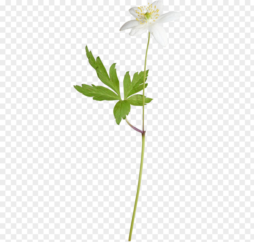 A Lily PNG