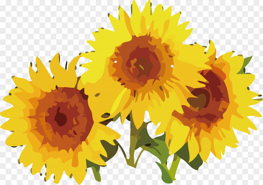 Daisy Family Kospi 200 Capped 25% Estimated Index Cut Flowers Sunflower Seeds Flower PNG