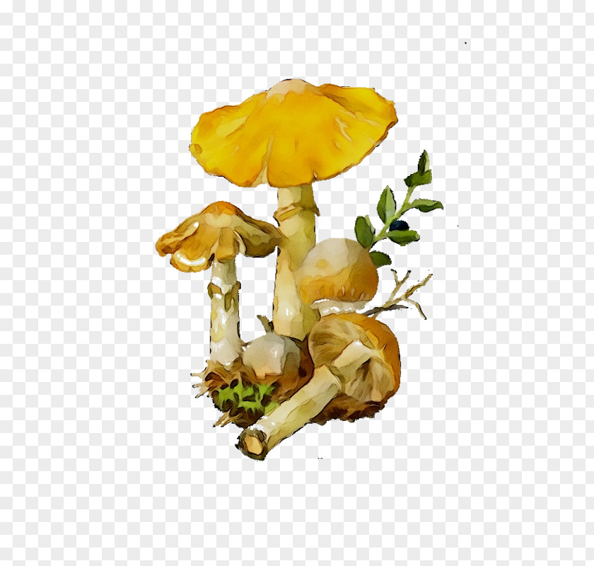 Edible Mushroom Fungus Suillus Luteus Cortinarius Caperatus PNG