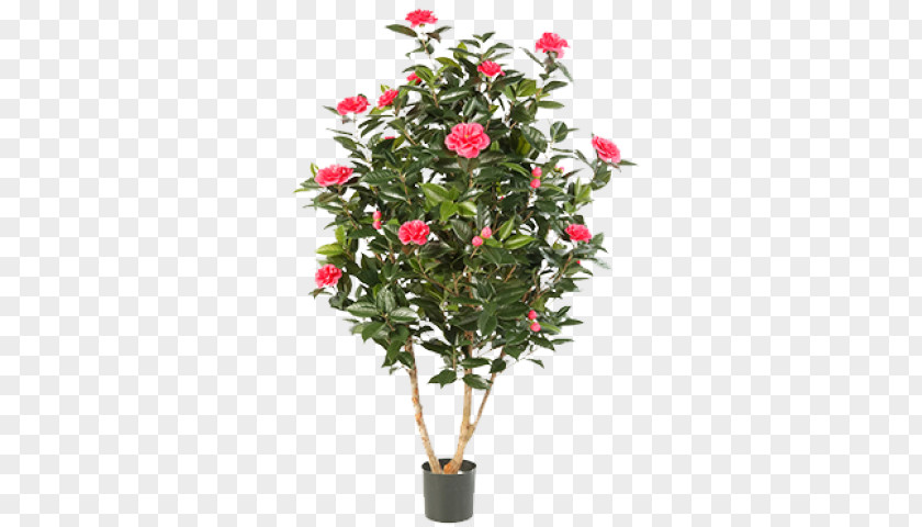 Flower Japanese Camellia Plant Shrub Rose PNG
