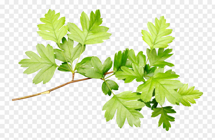 Leaves Leaf Clip Art PNG