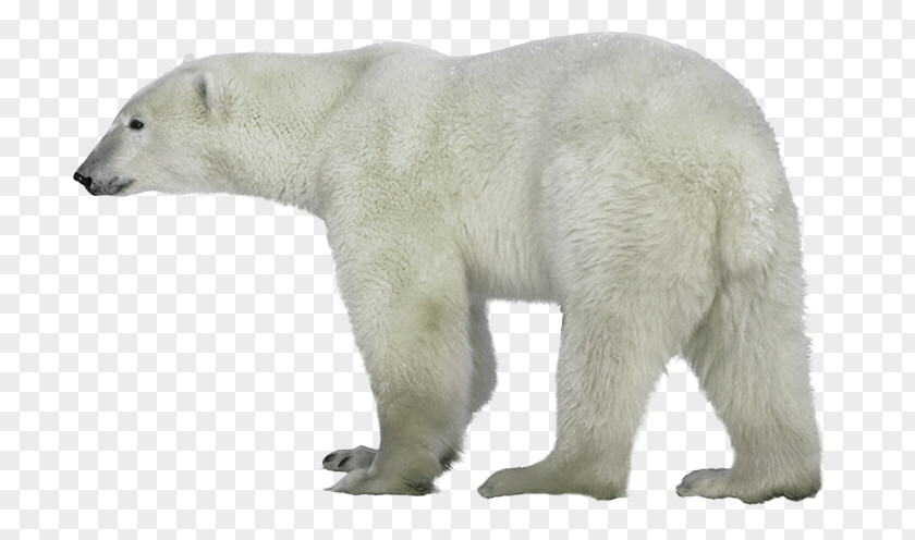 Polar Bear Bear, What Do You Hear? Cat Clip Art PNG