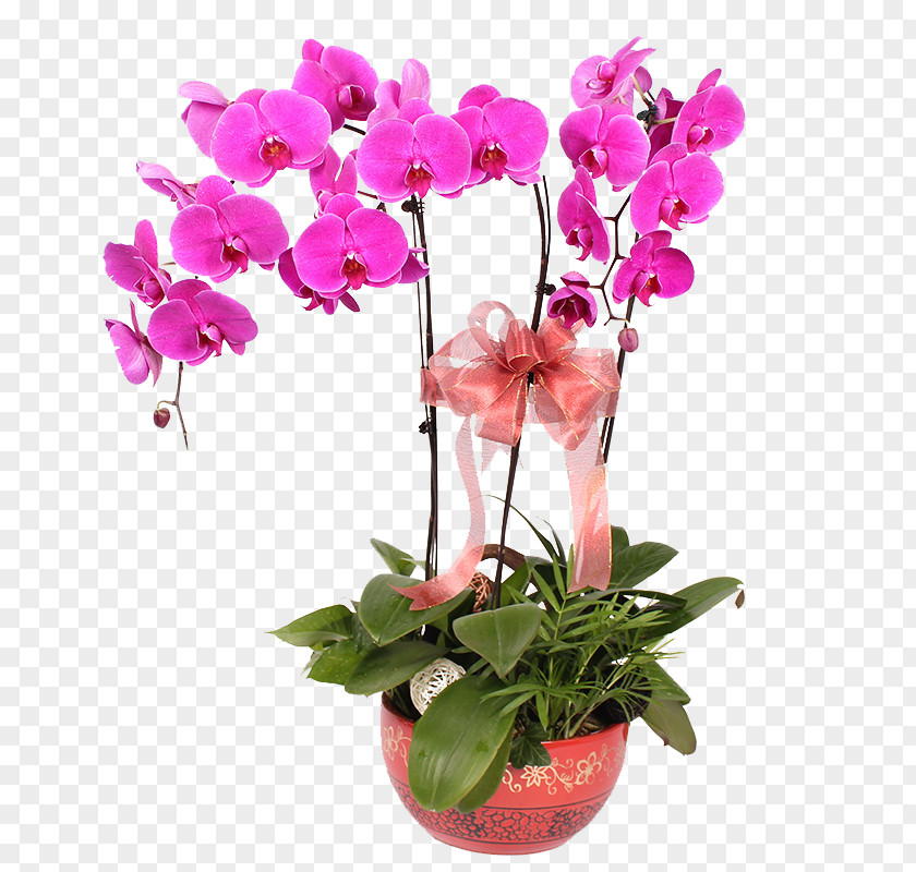 Vase Moth Orchids Flower PNG