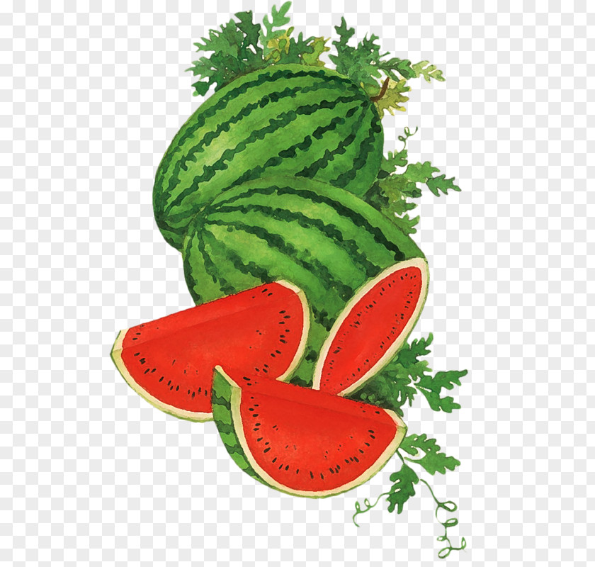 Watermelon Food Cucumber Honeydew PNG