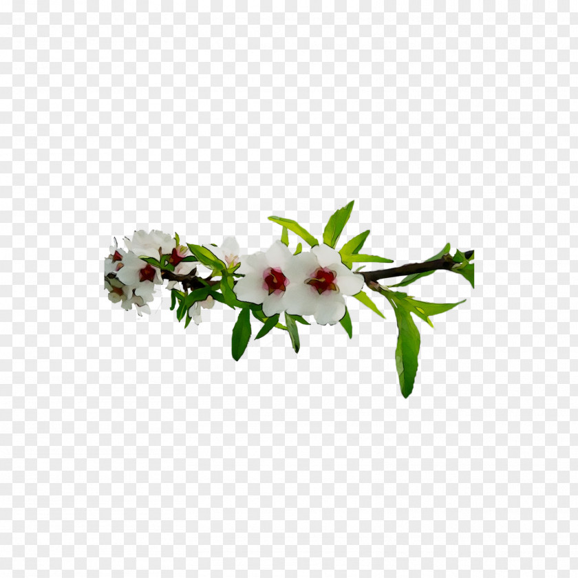 Floral Design Cut Flowers Flowering Plant PNG