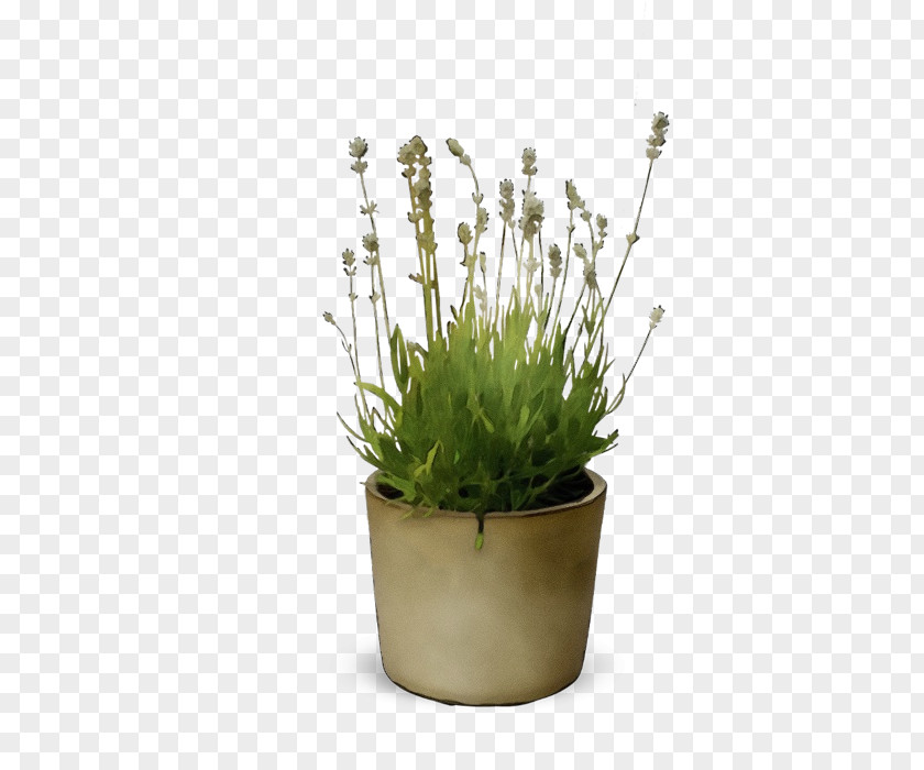 Flowerpot Flower Plant Grass Family PNG