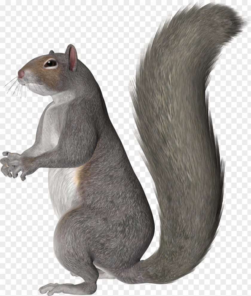 Grey Squirrel Clip Art Western Gray Drawing Animal PNG