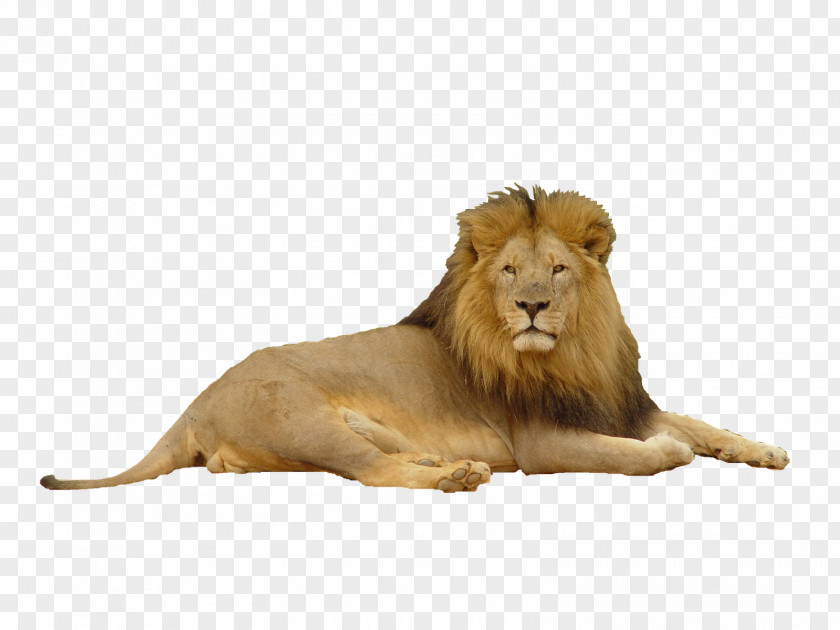 Lion Felidae Big Cat PNG
