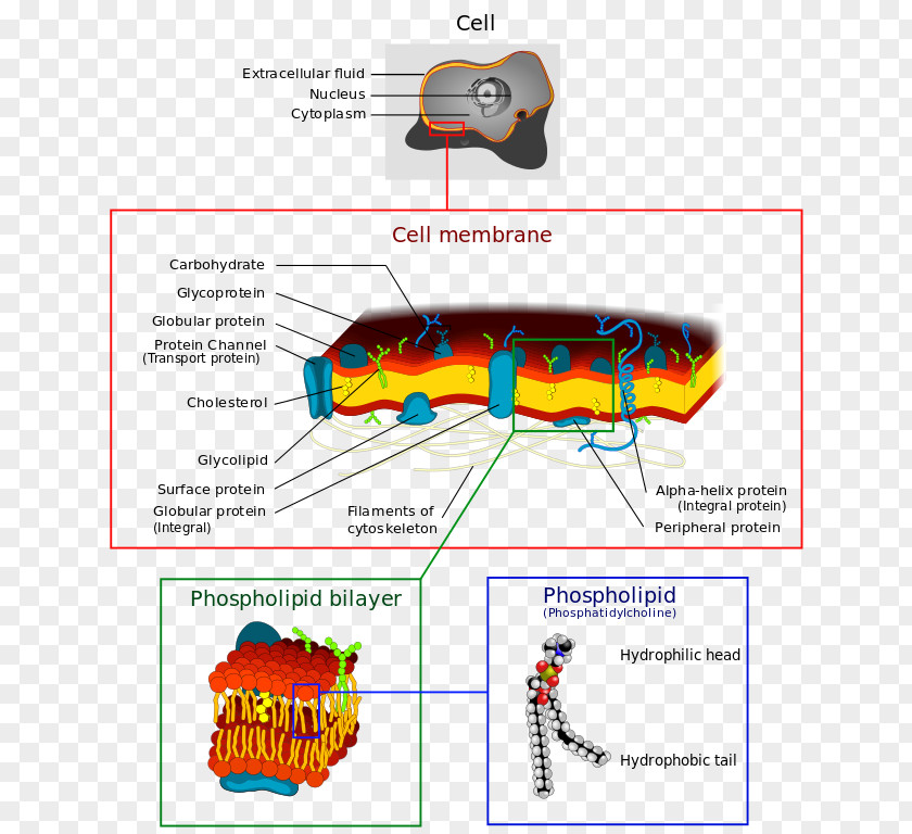 Biological Membrane Cell Phospholipid Biology PNG