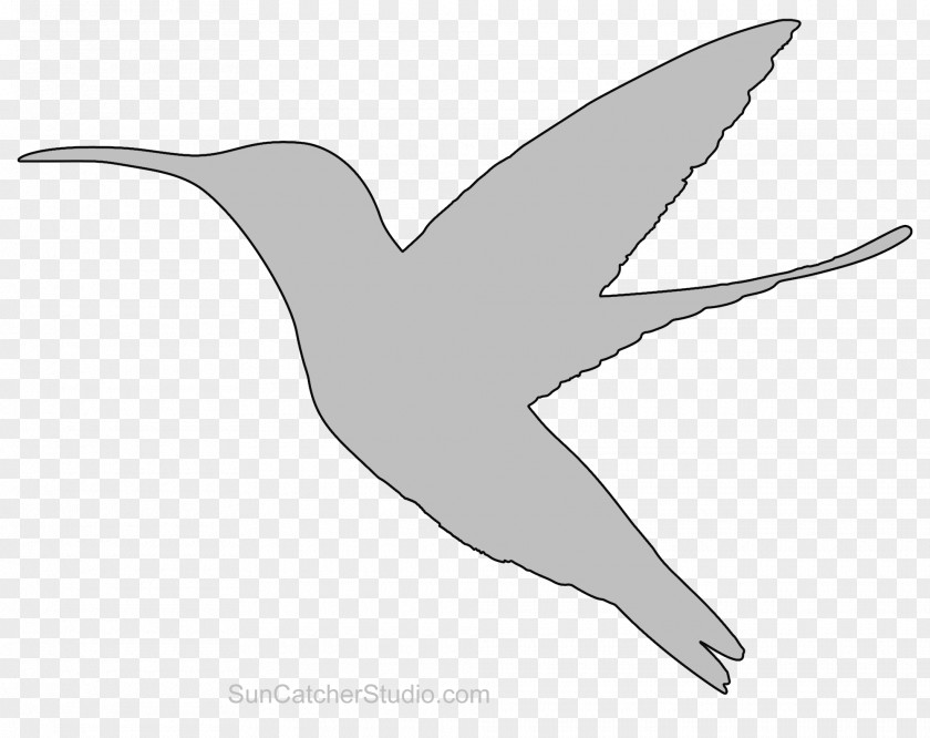 Duck Wader Beak Seabird Feather PNG