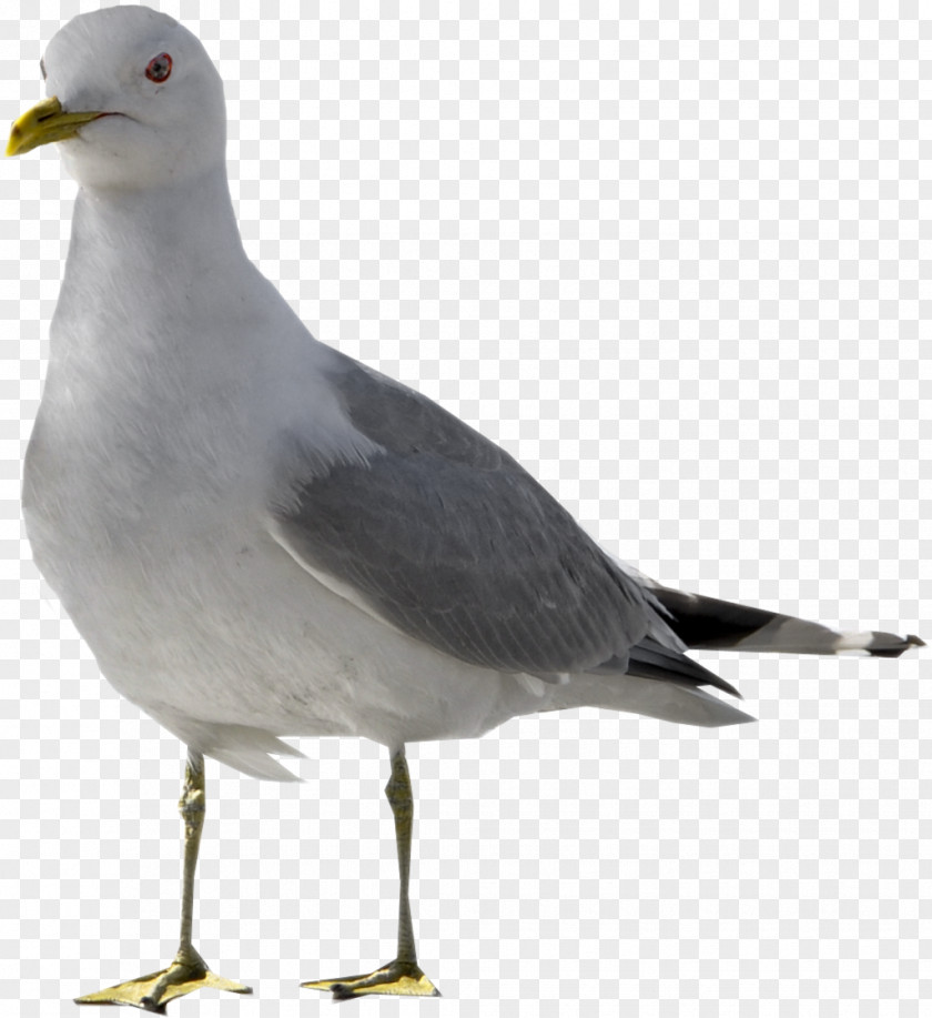 Gull European Herring Bird Columbidae Laughing PNG