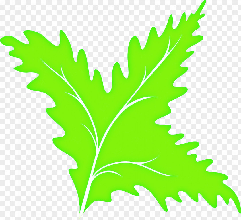 Herb Plane Green Leaf Background PNG