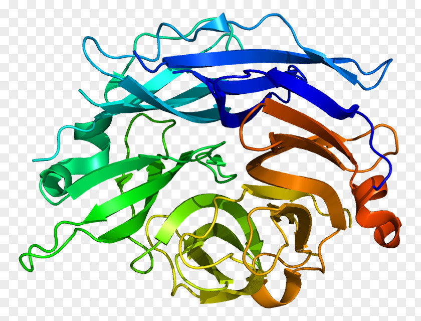NEU2 Neuraminidase Protein Sialic Acid Gene PNG