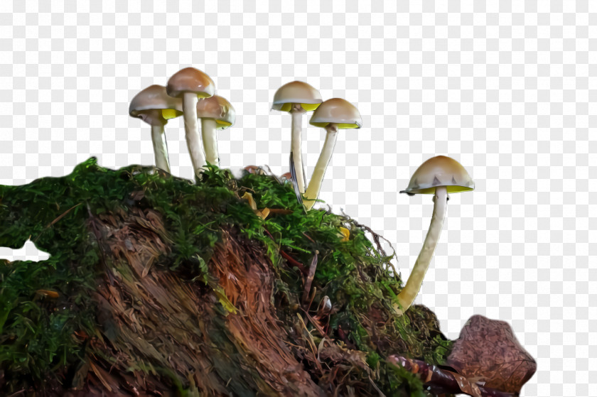 Nonvascular Land Plant Moss Mushroom Natural Landscape Fungus Tree PNG