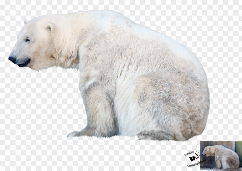 Polar Bear File PNG