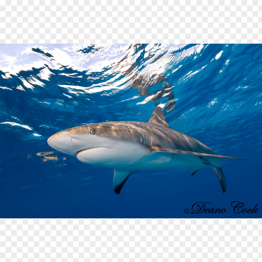 Shark Tiger Great White Caribbean Reef Requiem Sharks PNG