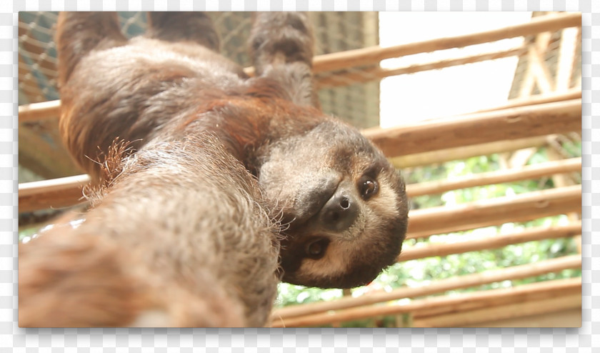 Sloth Baby Sloths Animal Selfie Three-toed PNG