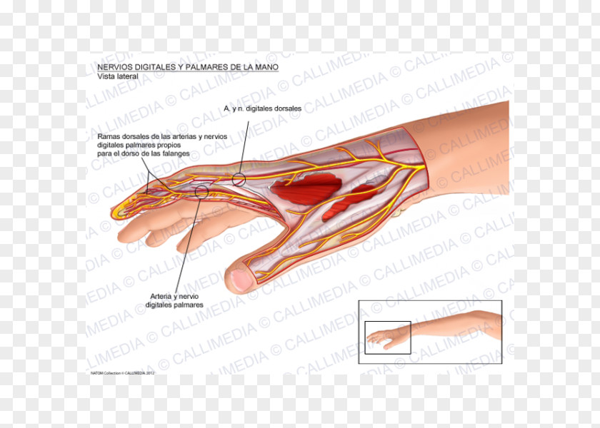Hand Thumb Proper Palmar Digital Nerves Of Median Nerve Interossei Muscles PNG