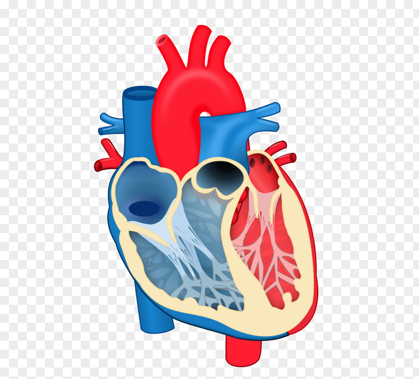Heart Valve Chordae Tendineae Anatomy Diagram PNG