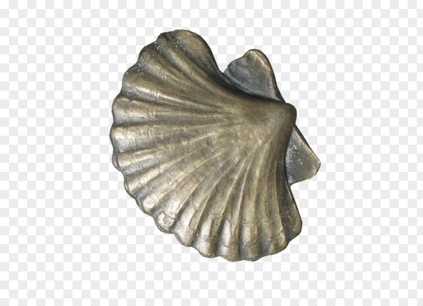 Silver Cockle PNG