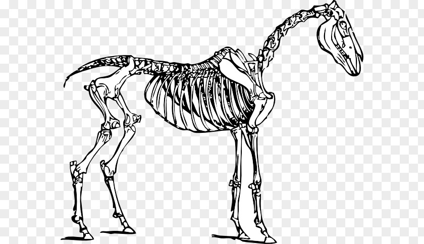 Skeletal System Clipart Horse Skeleton Skull Clip Art PNG