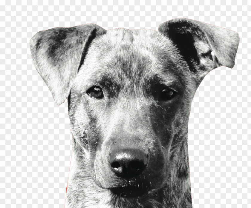 Barking Dog Mountain Cur Breed Snout Whiskers PNG