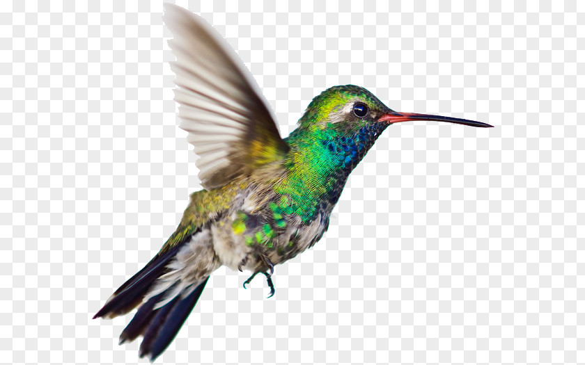 Bird Hummingbird Vector Graphics Clip Art Illustration PNG