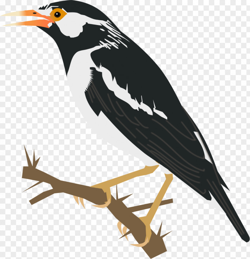 Bird Illustration Common Starling Asian Koel Heron Clip Art PNG