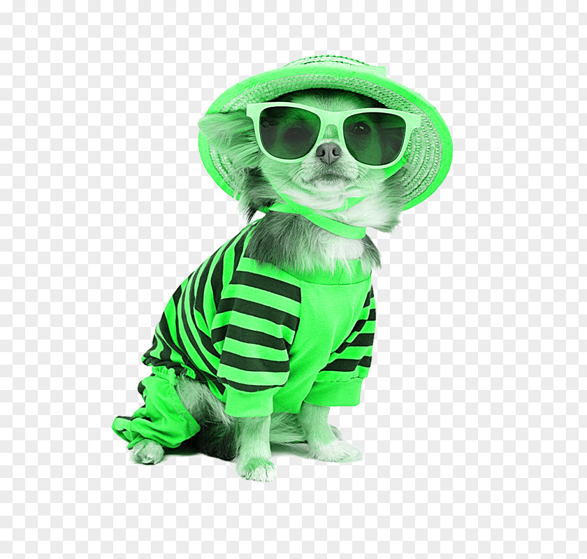 Dogs Wear Green Chihuahua T-shirt Puppy Pet Fashion PNG