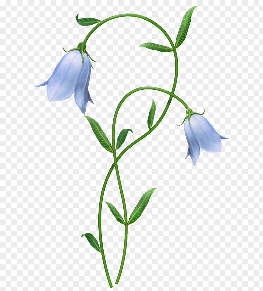 Flower Floral Design Harebell Clip Art PNG