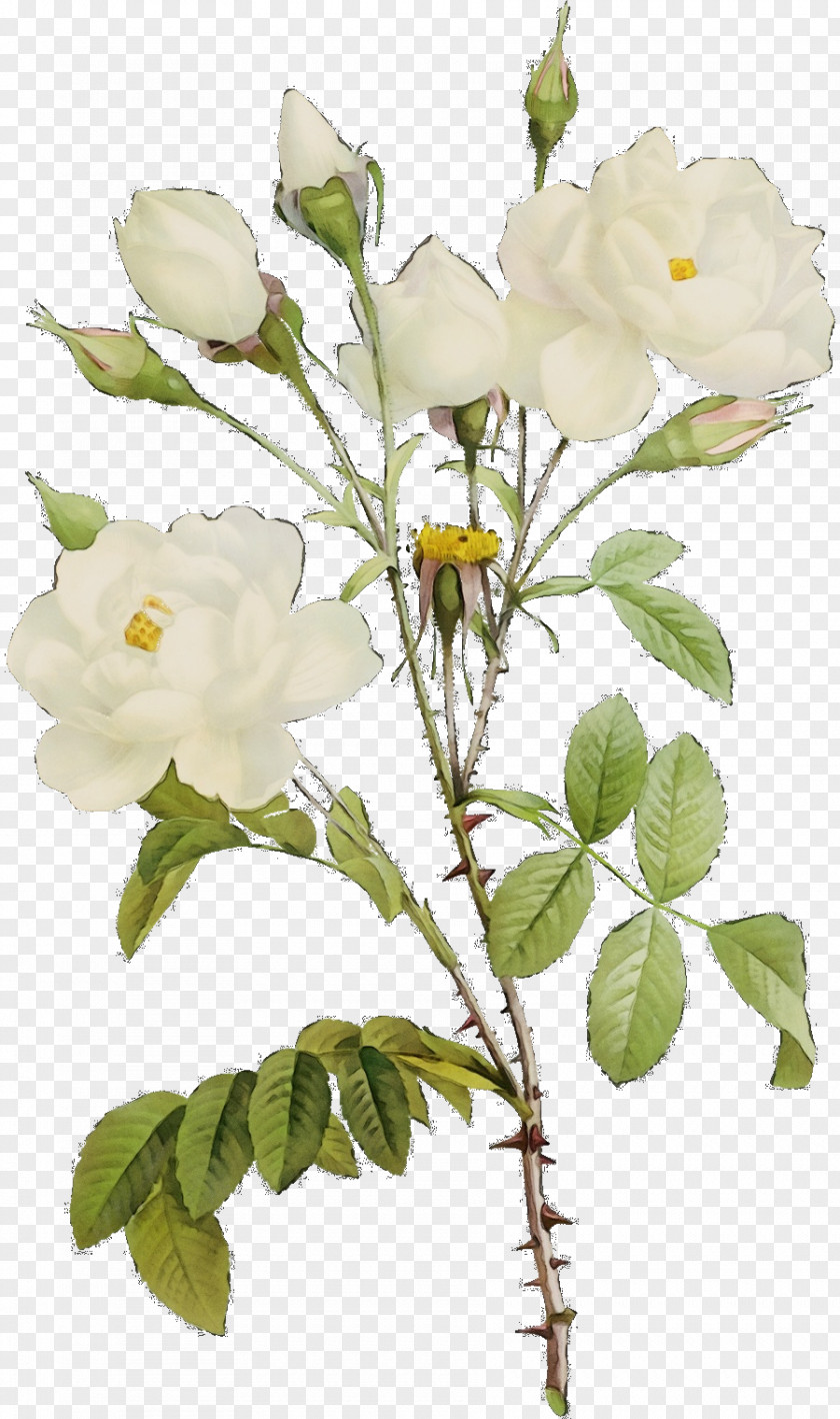 Magnolia Austrian Briar Garden Roses PNG