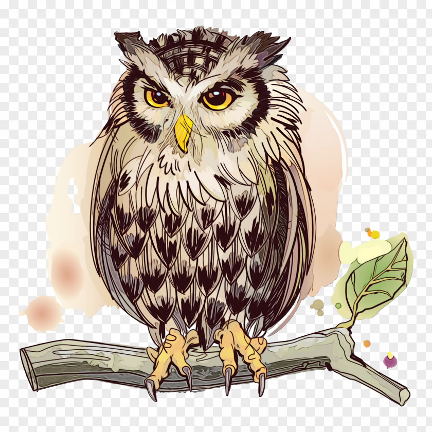 Owl Bird Of Prey Beak Falconiformes PNG
