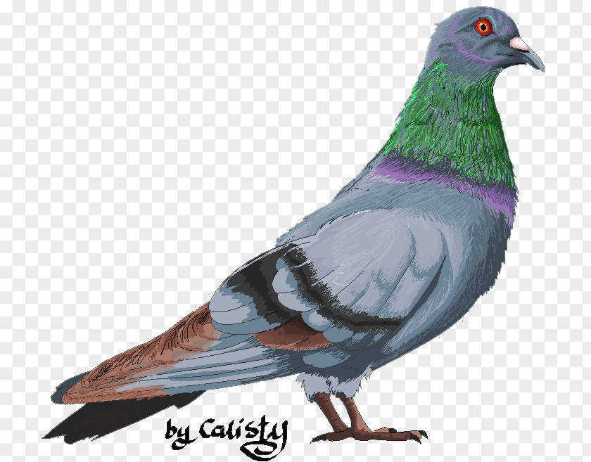 Bird Stock Dove Columbidae Domestic Pigeon Fancy PNG