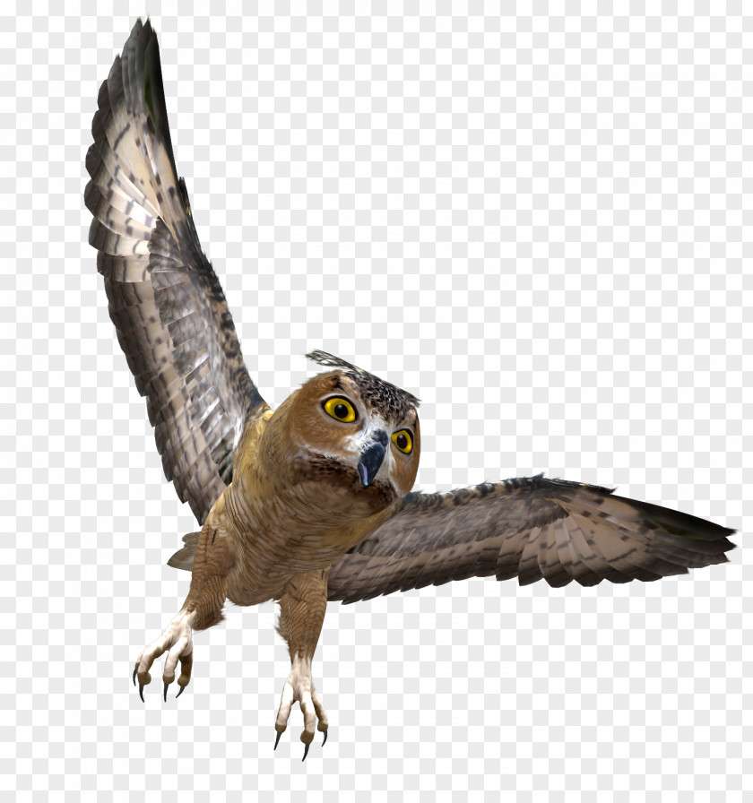 Owl Bird Clip Art Image PNG