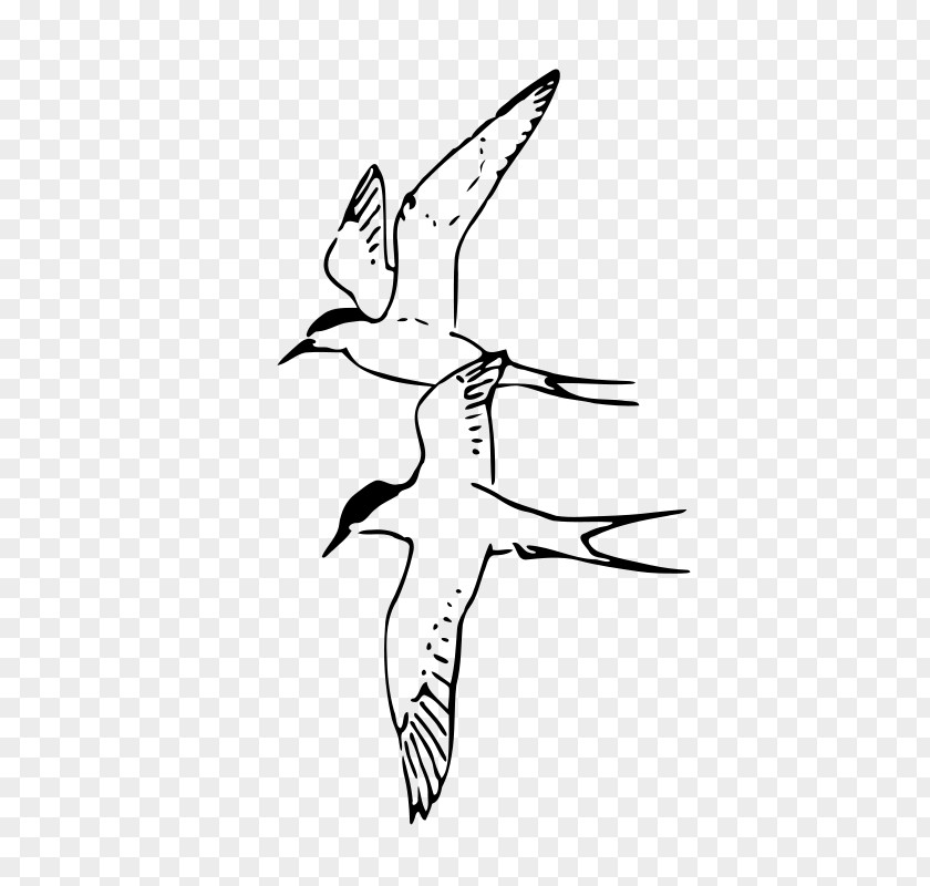 Pan Clipart Arctic Tern Clip Art PNG