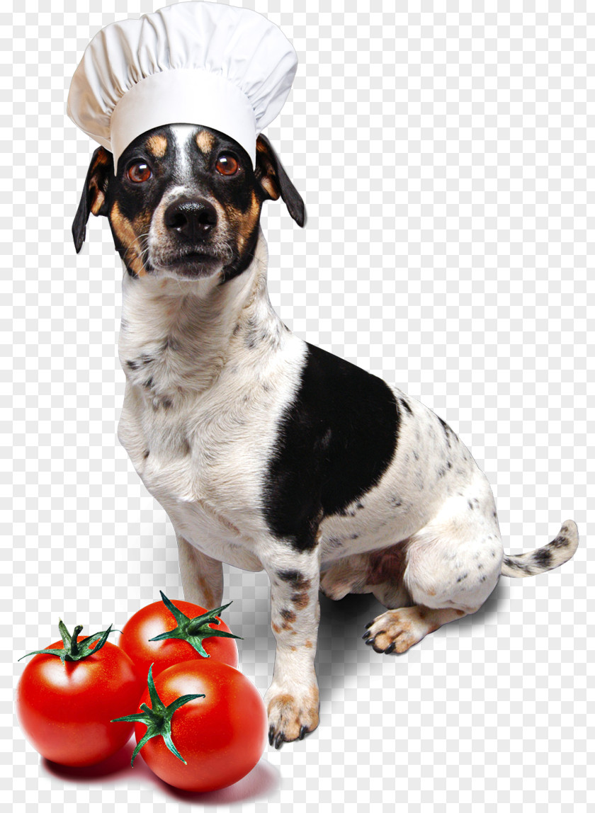 Puppy Dog Breed Jack Russell Terrier Dachshund Seznam.cz PNG