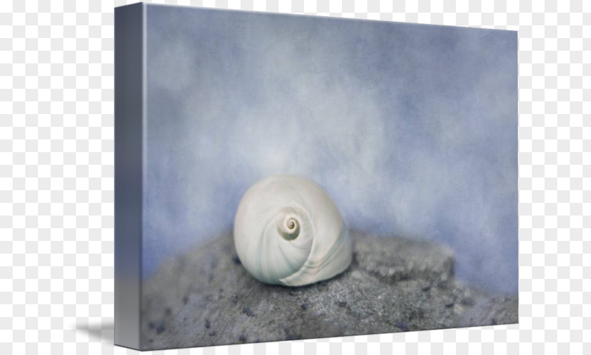 Whispering Snail Gastropods Seashell Stock Photography PNG