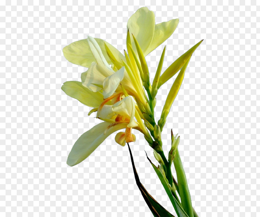 Cannabis Pictures Floral Design Cut Flowers Yellow PNG